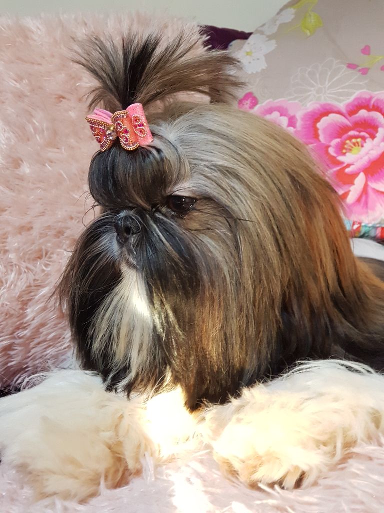 rinzen shih tzus With hart and soul