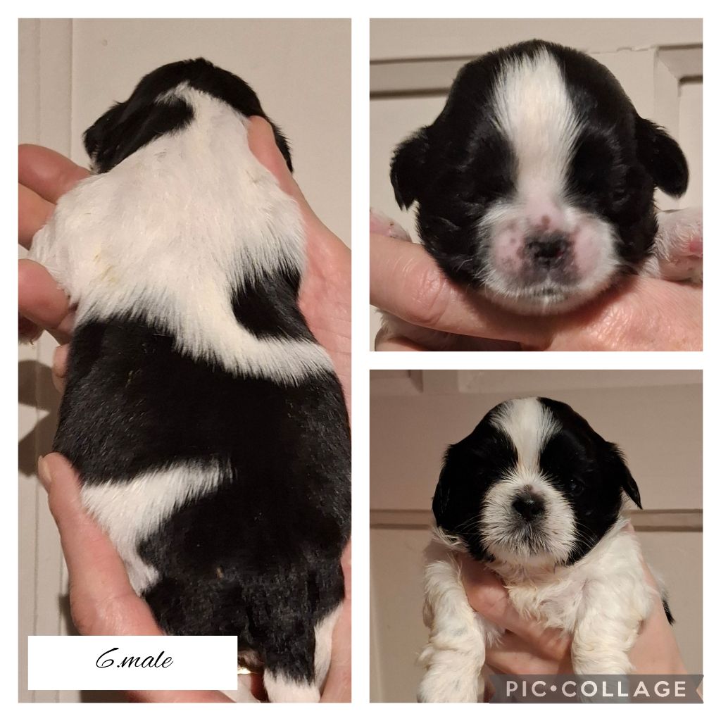 la Maison du Maître Shih - Chiot disponible  - Shih Tzu