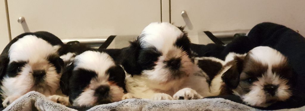 chiot Shih Tzu la Maison du Maître Shih