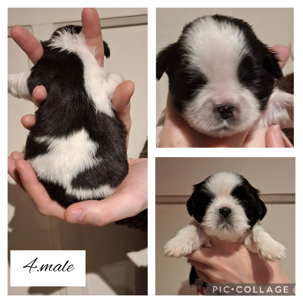 la Maison du Maître Shih - Chiot disponible  - Shih Tzu