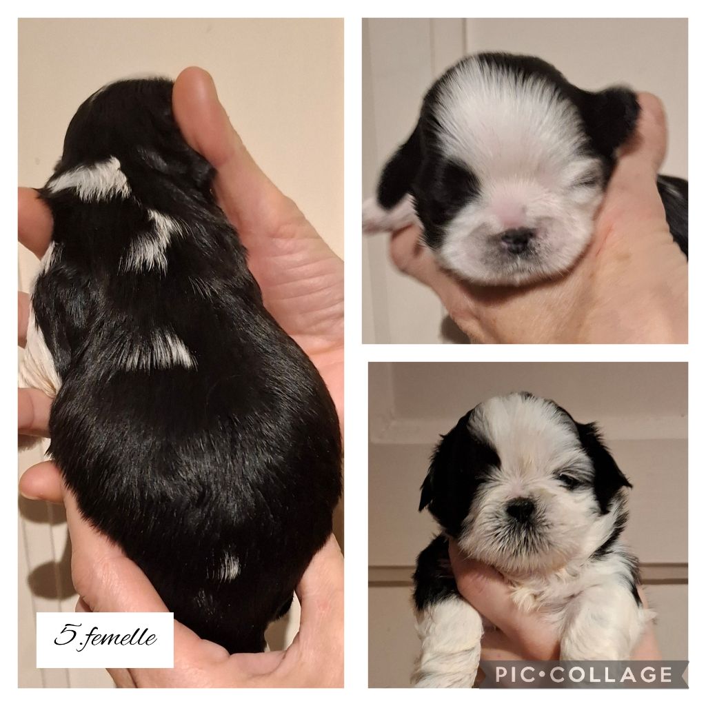 la Maison du Maître Shih - Chiot disponible  - Shih Tzu